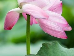 -陈家山荷花公园