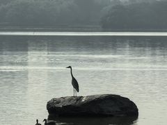 -海珠湖公园