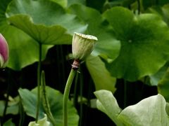 -四川大学(华西校区)