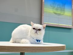 -怪兽屋·羊驼·猫咖·狗咖(俊华广场店)