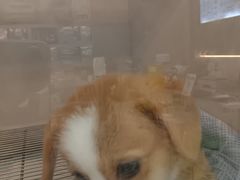 -唐小姐の私宠·宠物洗护美容·撸猫馆·购宠(周浦万达旗舰店)