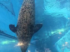-海合安武汉极地海洋公园