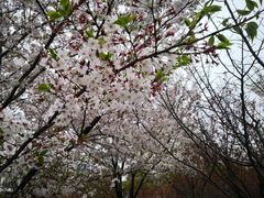 -高东镇樱花园