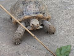 -石家庄市动物园