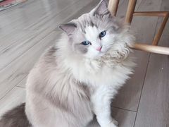 -钦宠·猫咪售卖·洗护·寄养(东圃旗舰店)