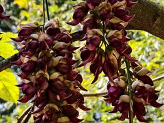 -羚羊峡古栈道森林公园