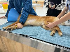 -谐和贝康宠物医院24小时·宠保定点(急重症转诊中心)