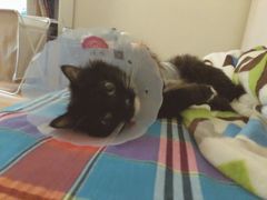 -美联众合宠物医院·爱萌分院·内外科·猫科中心