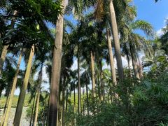 -番禺大夫山森林公园