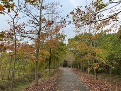 -上海海湾国家森林公园