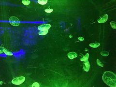 -暹罗海洋世界