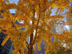 -中央广播电视总台(光华路办公区)