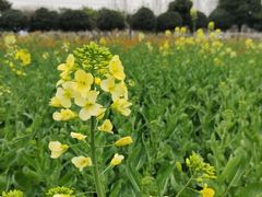 -洪湖家庭农场·团建·露营·会议