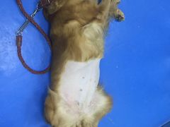 -佳怡动物医院·平价24小时·猫专科骨外科
