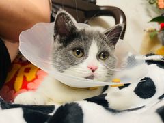 -萌兽医馆·犬猫专科·眼科中心·宠物医院(朝阳门分院)