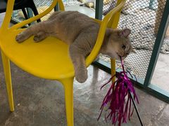 -喵屿·大理花园猫咖