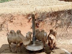 -泉州海丝野生动物世界