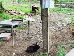 -同銮特种养殖场·龙虾垂钓