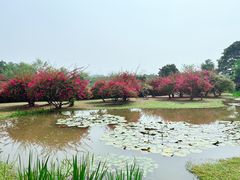 -中国科学院西双版纳热带植物园