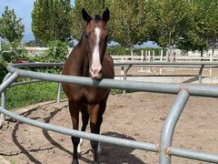 -北京群众马术培训基地
