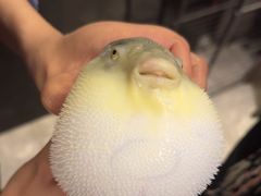 -肆月河豚·新淮扬(金融街店)