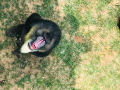 -西霞口神雕山野生动物世界