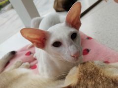 -飞行喵MR PILOT|猫舍·猫咖(静安大融城店)