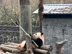 -都江堰中华大熊猫苑