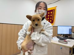 -米苏动物医院·犬猫专科·骨科外科内窥镜