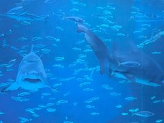 -海合安成都极地海洋公园