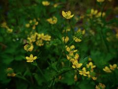 -苏州河梦清园环保主题公园