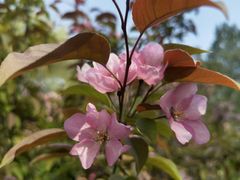 -海棠花溪(元大都城垣遗址公园)