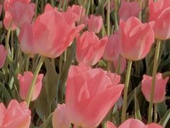 -咸阳湖景区-统一广场