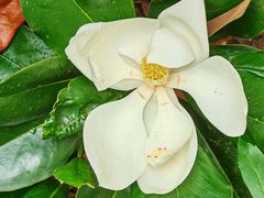 -南京金牛湖巨碗鱼头