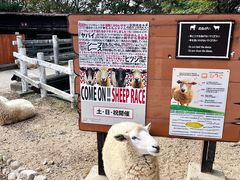 -神户市立六甲山牧场