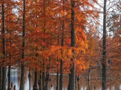 -白鹭湾湿地公园