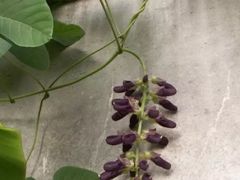 -桂林市花鸟市场