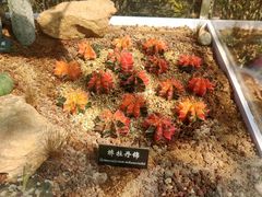 -中国科学院西双版纳热带植物园