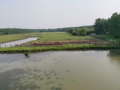 -溱湖国家湿地公园