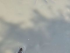 -北京麋鹿生态实验中心