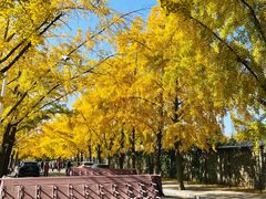 -三里屯东五街银杏大道