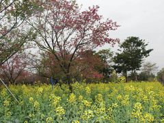 -天适樱花悠乐园