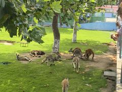 -西霞口神雕山野生动物世界