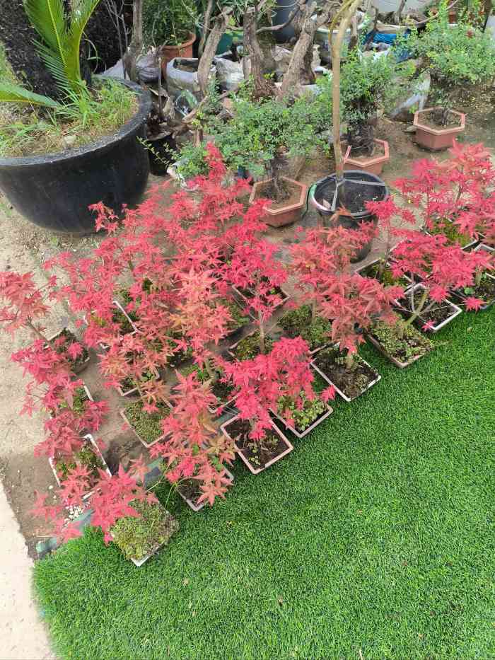上海华新花卉苗木基地-"上海华新花卉苗木基地是一家综合性的花卉基.