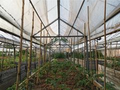 -前小桔亲子创意农场·草莓采摘·露营烧烤