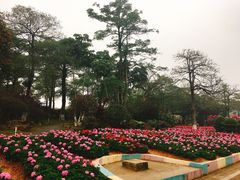 -松山湖梦幻百花洲