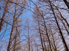 -白水寺森林公园