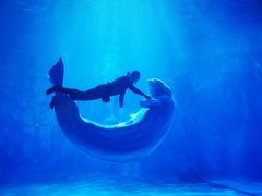 -多彩贵州城极地海洋世界