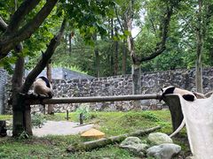-都江堰中华大熊猫苑