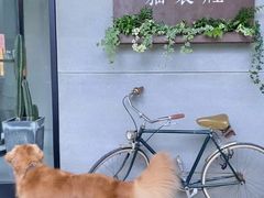 -猫里有甜